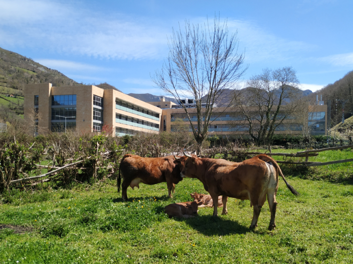 Vacas en el entorno de la Residencia Spa de Felechosa